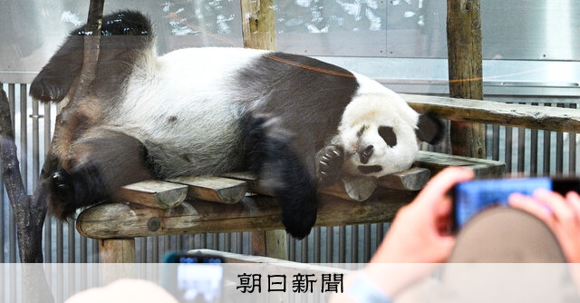 パンダ20頭、ありがとう 和歌山、歓送セレモニー：朝日新聞