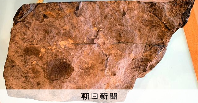 山　魚の化石三点 たまたま見つけた化石が世界的な発見に!! 美術館展示の岩石で西日本初