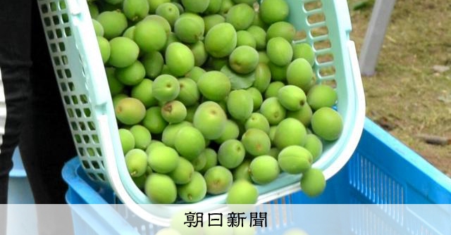 農業産出額最下位の市、使用済みの梅を特産品に お笑いコンビもPR