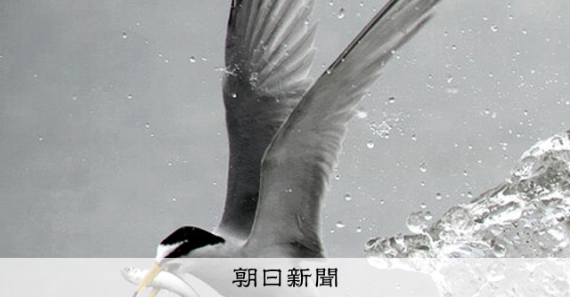 ⭐️タカヒサ(他の方はご遠慮下さい) 消える「水辺のハンター」 渡り鳥「コアジサシ」、ひな確認ゼロも