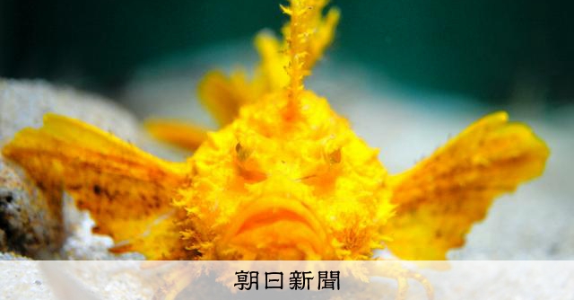 令和7年7月7日に公開、黄金色のオニオコゼ「とても珍しい縁起物