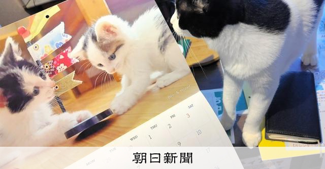 保護猫カレンダーにメッセージいかが 物価高で支援団体が制作費募る