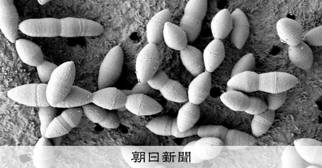 カモノハシでした❤THREE Imúne　腸内細菌　免疫機能サポート AS20250714001963_comm.jpg