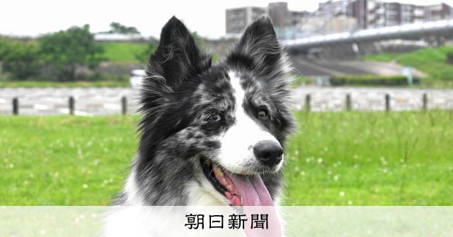 【新品】現在、過去、未来を見張っている守護力の強い番犬(太極石)3-2 IDC® Stealth® Powerharness (IDC®ステルスパワーハーネス) Size0～3