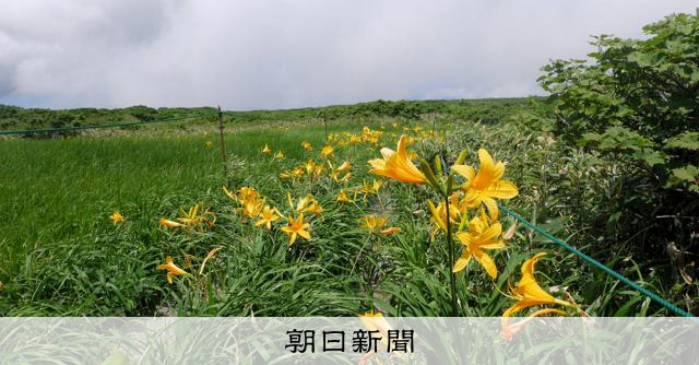 山形・月山に夏山シーズン到来 色とりどりの高山植物咲き誇る [山形県