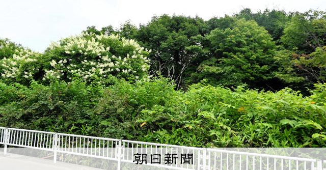 駆除のヒグマ、男性襲撃個体とDNA一致　4年前の女性襲撃とも一致
