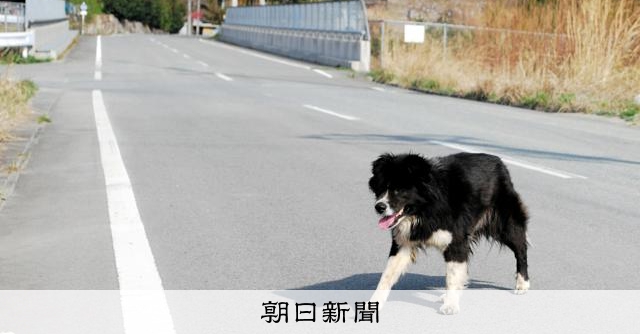 「ペットと災害」取材して考えた　「災害に強い飼い主」になるには