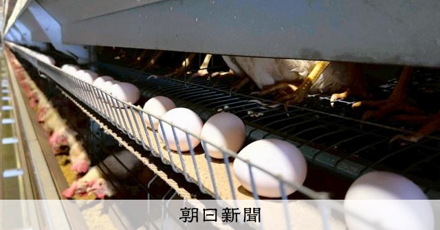 猛暑でニワトリも夏バテ、卵高騰「エッグショック」超え 野菜も異変