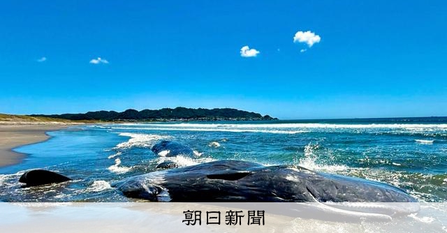 千葉・館山の海岸でクジラ4頭座礁 地震と関連?専門家「根拠ない」