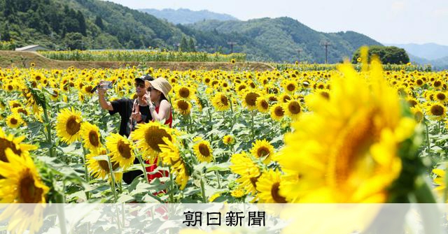 夏の「おひさま」ヒマワリ22万本、猛暑で見頃早く 兵庫・佐用町 [兵庫