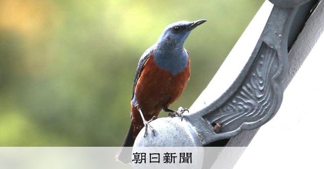 青とオレンジの羽根、名前に「磯」のつく鳥 最近は街中にも進出 [福井