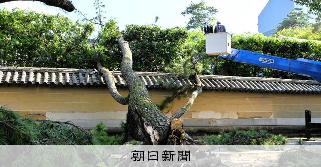 奈良公園の松が倒れ、興福寺の塀が破損 原因は猛暑と雨不足？ [奈良県