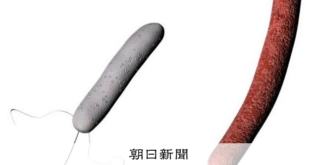 自然界の細菌2種でがん細胞を破壊　マウス実験に成功、実用化めざす