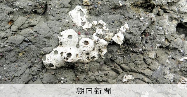 新種のイシサンゴの化石「世界最古」、島根県大田市の猛鬼海岸で発見