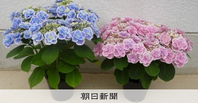 オリジナルアジサイの新品種、島根県が名称募集 来春出荷予定 [島根県
