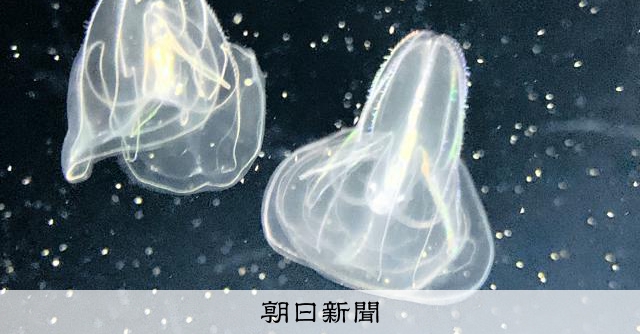 くらげページ 沙海月 大連 8mm 1kg ｜ フカヒレと業務用中華食材の卸 中華・高橋