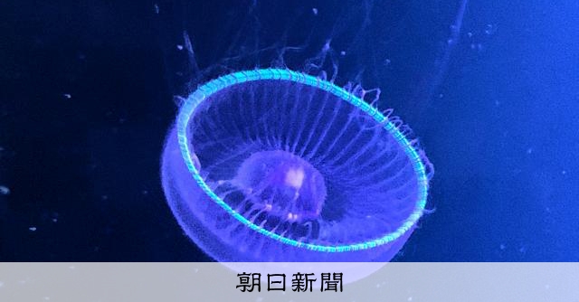 世界一のクラゲ100種展示へ挑戦 来春リニューアルの加茂水族館 [山形県