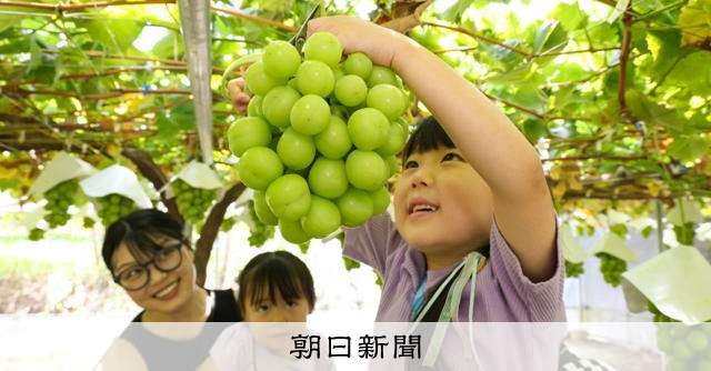 甘み詰まった「緑の宝石」 山梨・勝沼でシャインマスカット狩り人気