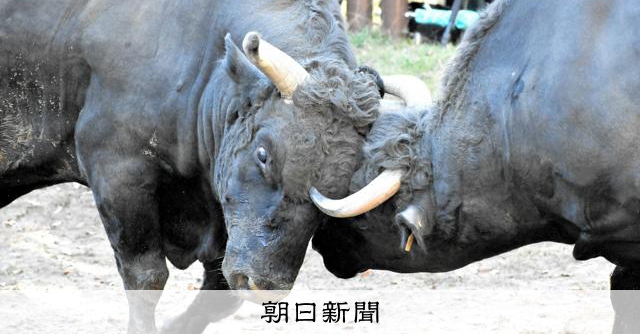 旧山古志村「角突き」の闘牛、熟成で深みあるうまみ　こめられた思い