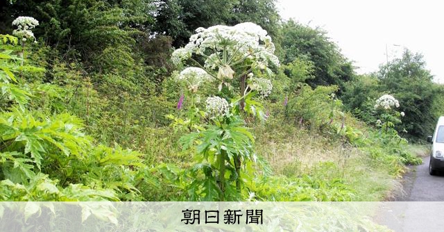 皮膚ただれる「外来種」 北大に20年前に侵入か 英国からの警告 [北海道]：朝日新聞