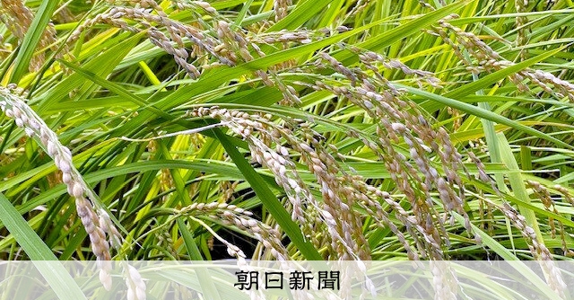 宮城ササニシキ2万9300円　25年産米の概算金、前年の1.7倍