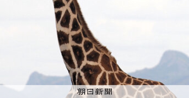 キリン、1種改め4種に 18世紀から議論、DNAや骨で新分類：朝日新聞