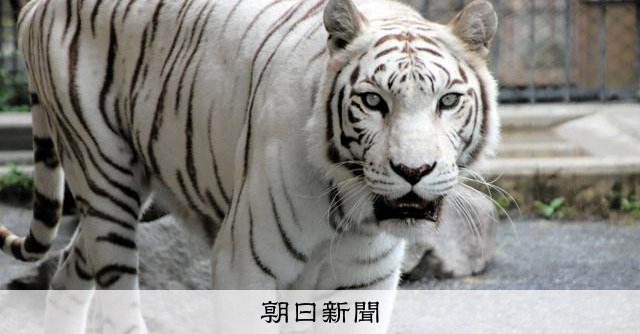 VISION ONETEN ホワイトタイガー 国内最高齢のホワイトタイガー死ぬ 最愛のパートナーに「ワオーン