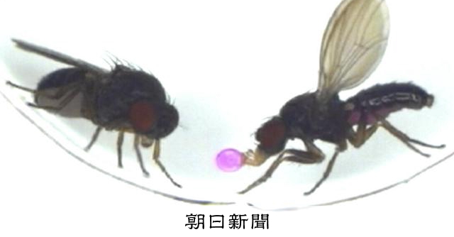 メスに歌うハエ→プレゼントを渡すハエに変化 行動を「種間移植」