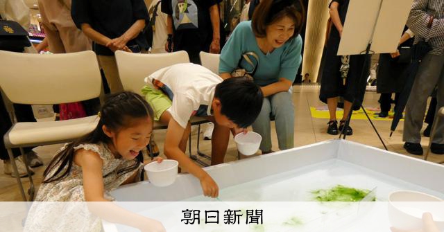 青のり、もう脇役じゃない 海藻栽培ベンチャーが切り開く食の可能性