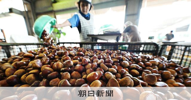 高温少雨にも負けず「秋色」つやつや 熊本・山鹿でクリの出荷本格化