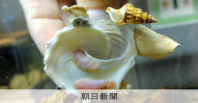 自分の貝殻に別の貝殻くっつけるんカイ？鳥羽水族館、飼育下でも確認