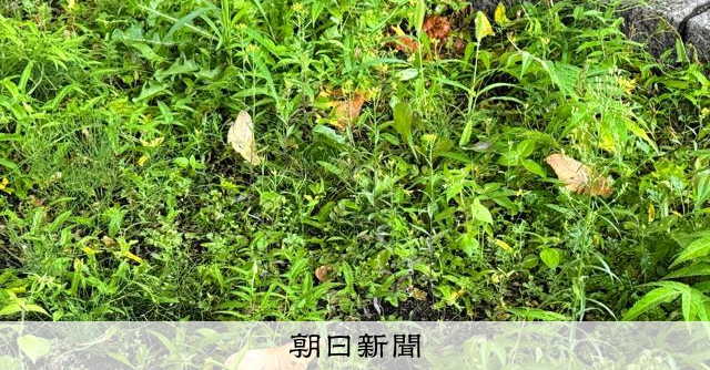 落ち葉と思いきや…正体「クスサン」巨大ガに市民困惑 今季の状況は
