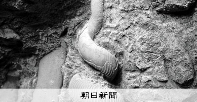 細長～い「異常巻き」、新種アンモナイト 中生代白亜紀に生息の化石