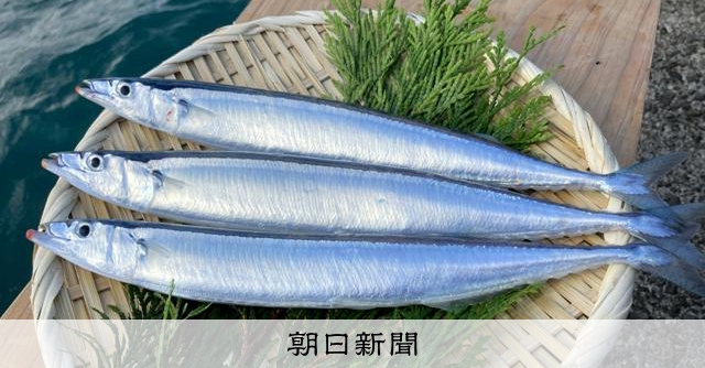 サンマ養殖、事業化レベルで成功　出荷目安100g超　マルハニチロ