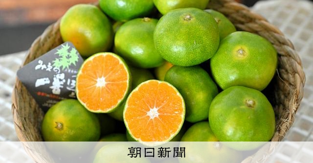 超極わせ温州ミカン「味一号」出荷開始 三重・御浜町 [三重県]：朝日新聞