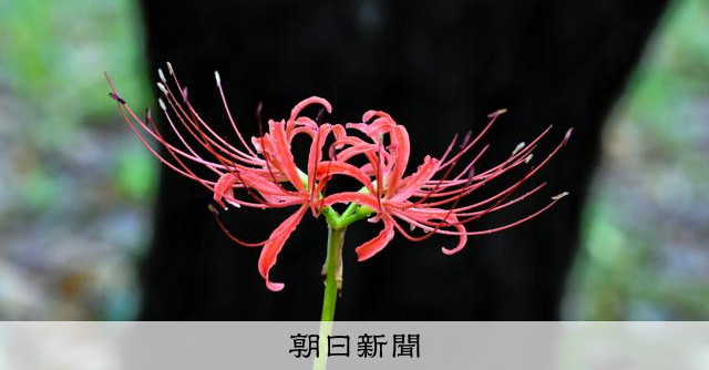 猛暑かいくぐり秋ふわり 東京都府中市で赤いヒガンバナが開花 [東京都