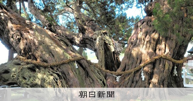 香川県土庄町の「シンパク」 国の特別天然記念物指定70年迎え式典