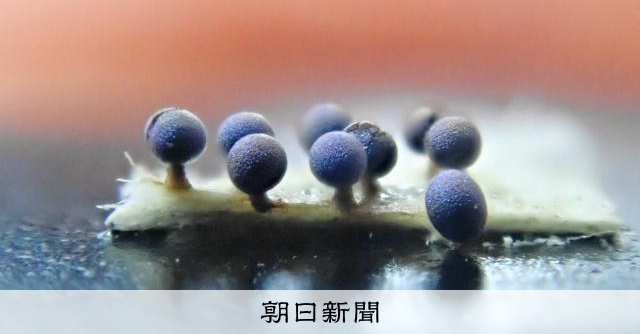 生徒を理科好きにする「粘菌先生」 古希で衰えぬ熱意、教え子刺激