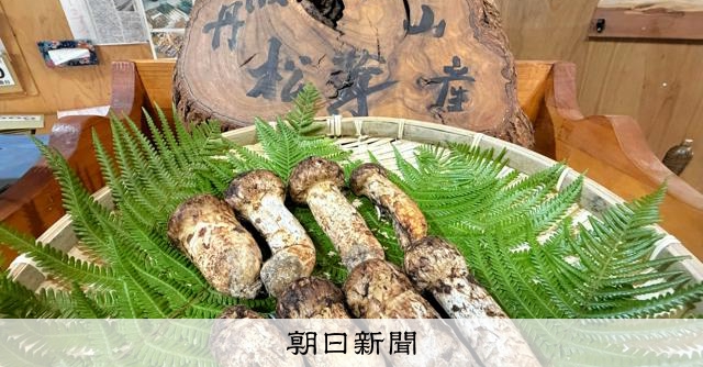 マツタケ8本で85万円、初競りで落札したのは… 兵庫・丹波篠山 [兵庫県