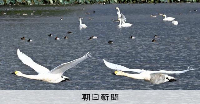 新潟・瓢湖に白鳥が飛来、1千羽超える 国の天然記念物 [新潟県]：朝日新聞