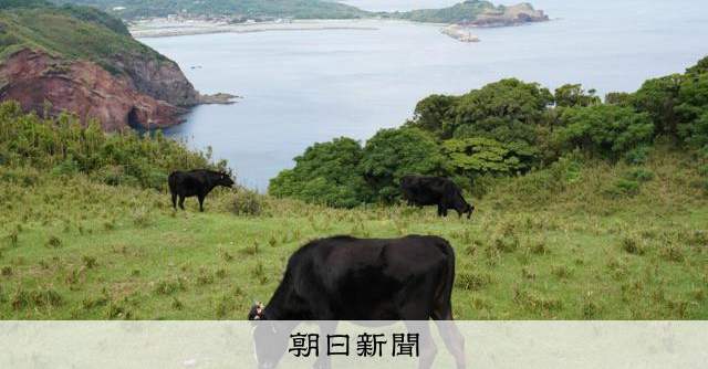 牛はいつ、どこから日本に来た？ 古来の姿求める旅は日本海の離島へ