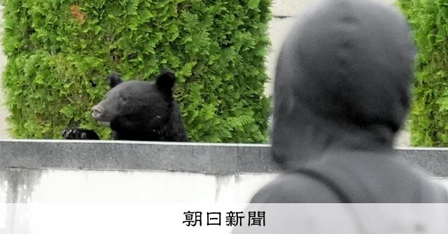 クマが盛岡市街地に出没、近くに保育園児120人 男児「怖かった」 [岩手