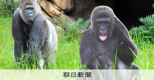 ゴリラもキリンもゾウもいない 様変わりした動物園のこれから：朝日新聞