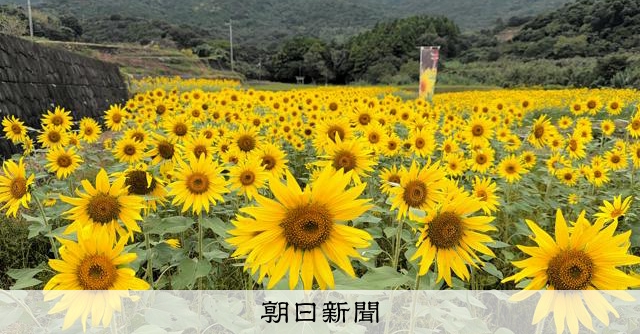 小さな太陽がいっぱい、遅咲きのヒマワリ3万本揺れる 高知・大月町