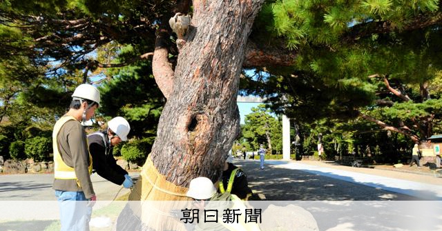 山形・鶴岡公園の松に「こも巻き」 秋冬の風物詩 [山形県]：朝日新聞