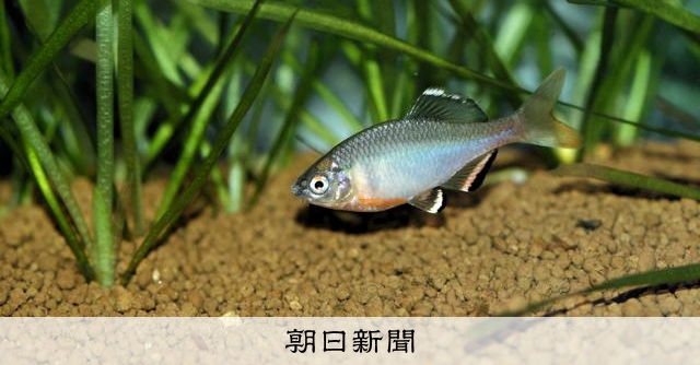 天然記念物ミヤコタナゴ生息池、外来種タナゴが急増 栃木・矢板 [栃木