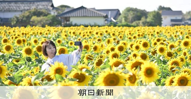 映画とコラボ、ヒマワリ畑満開 大分・中津でライトアップも [大分県