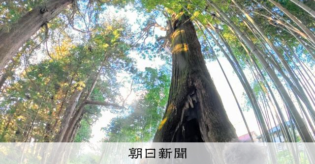 日光杉並木、消えた補植計画 「一法人には限界」世界遺産は訴えた