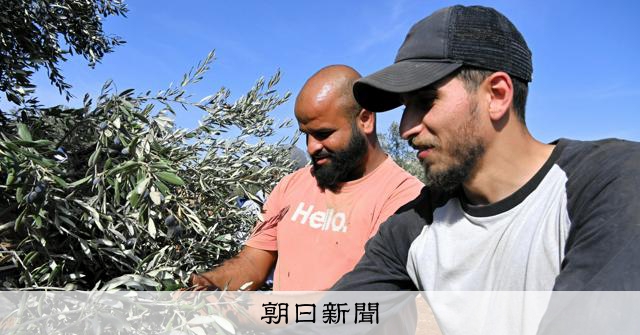 襲撃や木の伐採 パレスチナ「象徴」のオリーブ、入植者の妨害相次ぐ