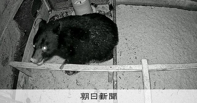 鶏小屋にクマ、逃げ惑うヒナを一瞬で　カメラに映った凶暴な姿　山形 [山形県] [相次ぐクマ被害]：朝日新聞